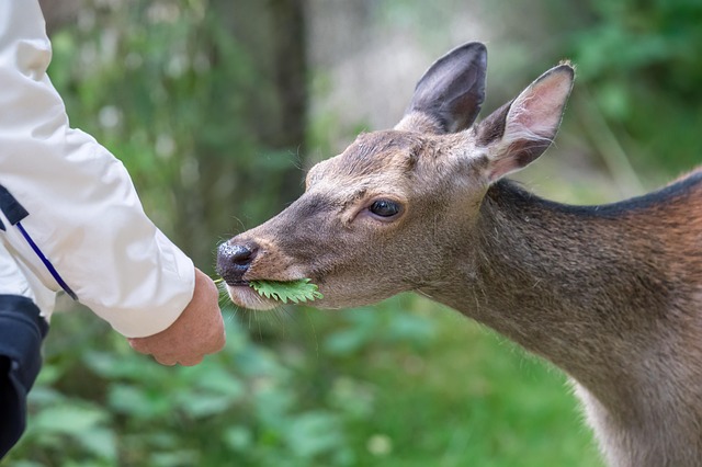 Professional expert in psychology and human-animal interaction presenting research