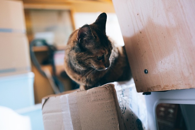 Family interacting with their pet cat in a bright and comfortable living space