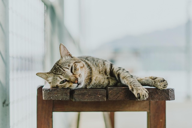 Cat resting peacefully in a calm home environment with soft lighting